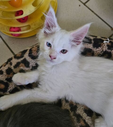 Bébés Maine coon LOOF XXL. 1300 59157 Fontaine-au-pire