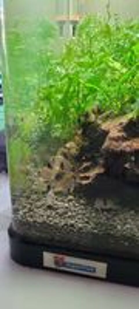   Corydoras  panda  