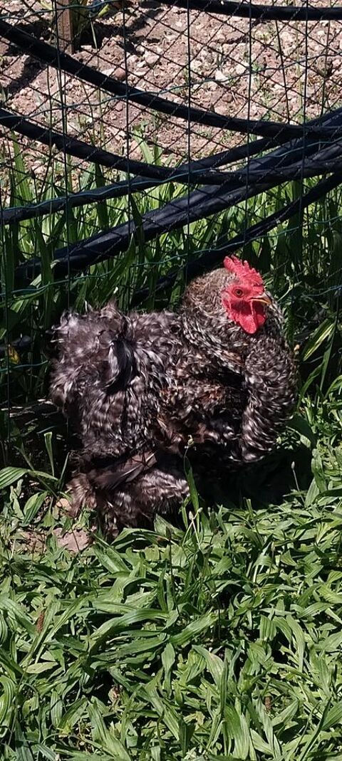 Coq de P&eacute;kin 20 17100 Saintes