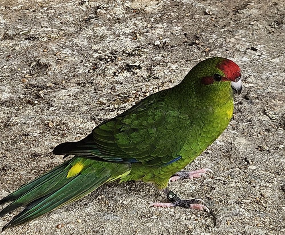   Kakariki  