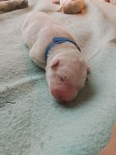   Chiots berger blanc suisse lof 