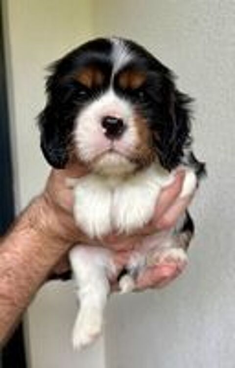   Chiots Cavalier King Charles LOF 