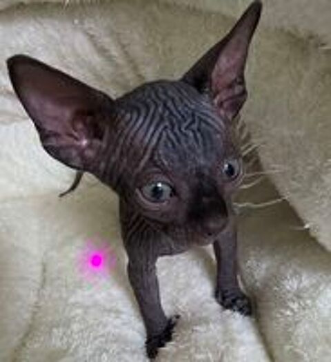   Adorable Chatons sphynx 