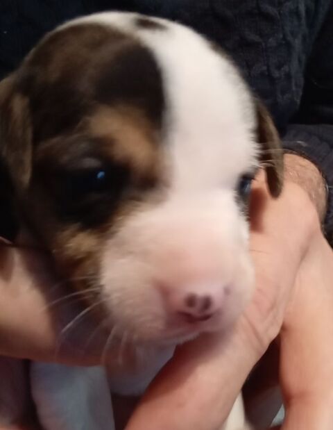 a reserver bb jack russell terrier 800 16240 Paizay-naudouin-embourie