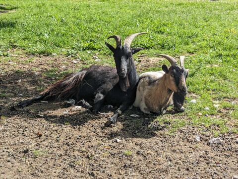 Duo Forest et Nougatine 180 35370 Gennes-sur-seiche