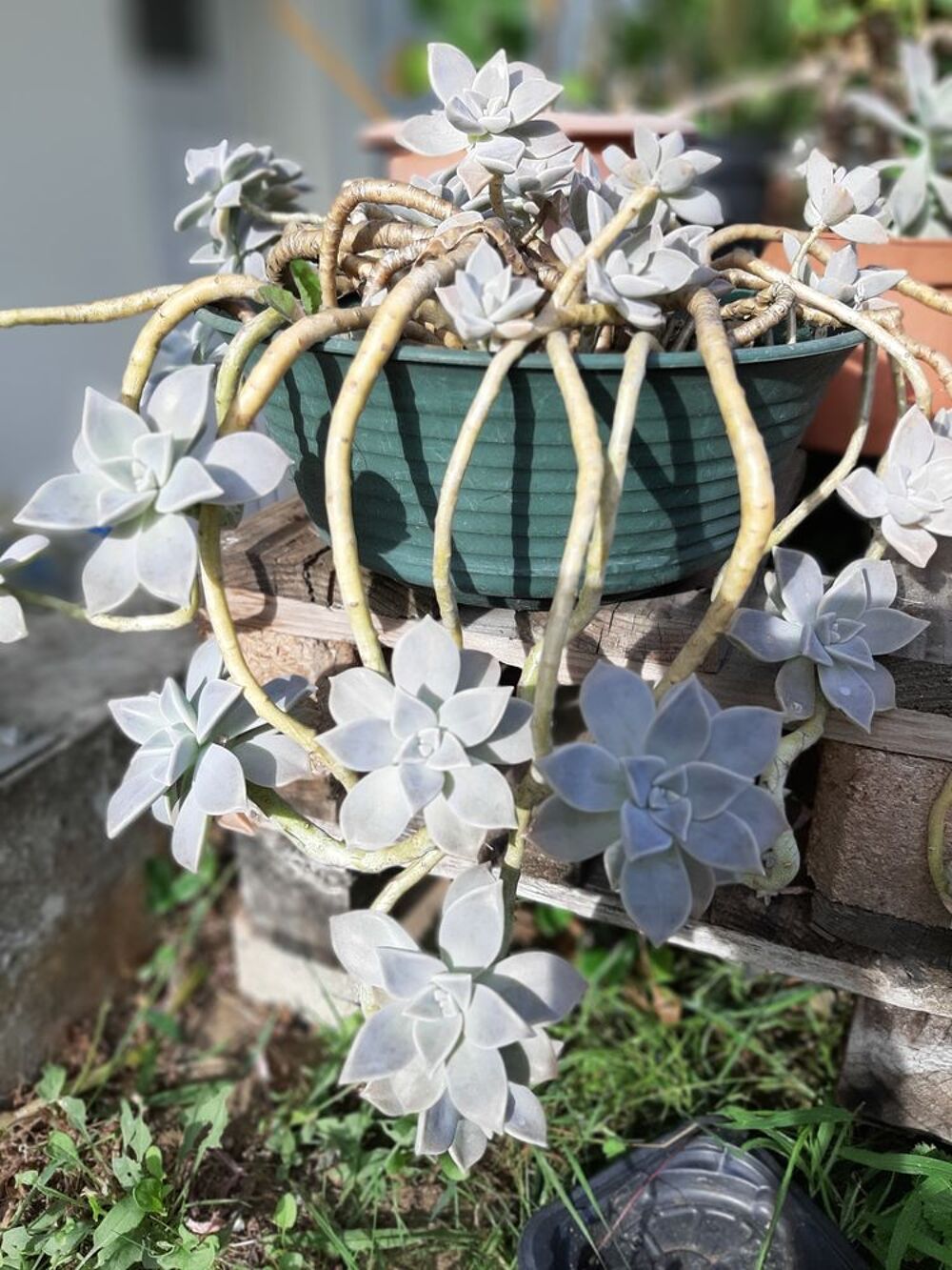 PLANTE de PORCELAINE - Cact&eacute;es Jardin