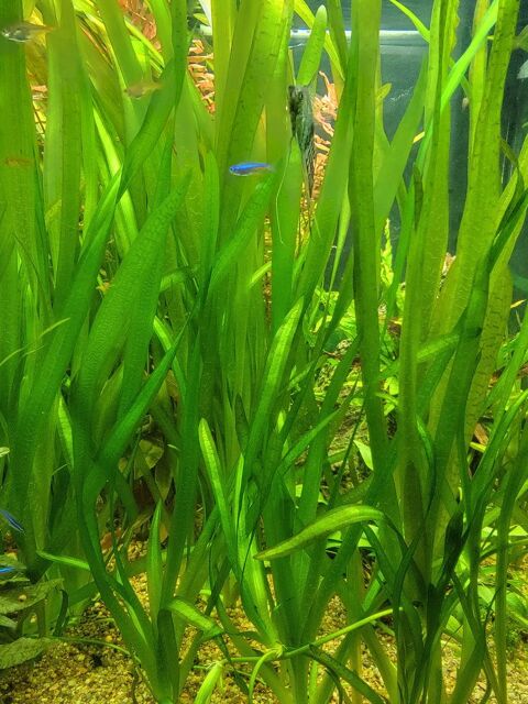 Vallisneria gigantea plante aquarium 91100 Corbeil-essonnes