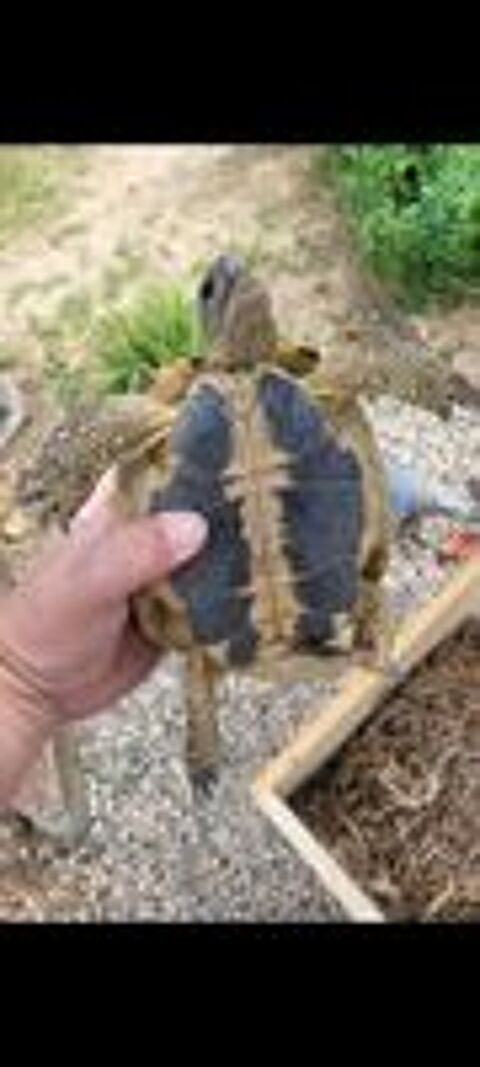   Tortue mâle de 20 ans  