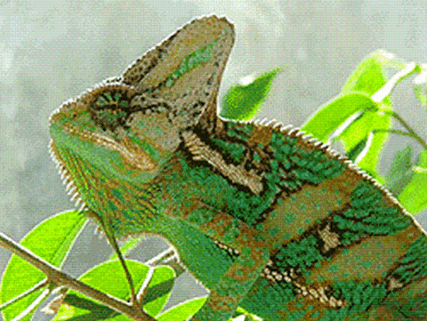 Caméléon casqué mâle 105 35136 Saint-jacques-de-la-lande