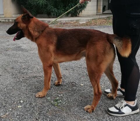 AZZARO, berger allemand, 2 ans 220 34000 Montpellier