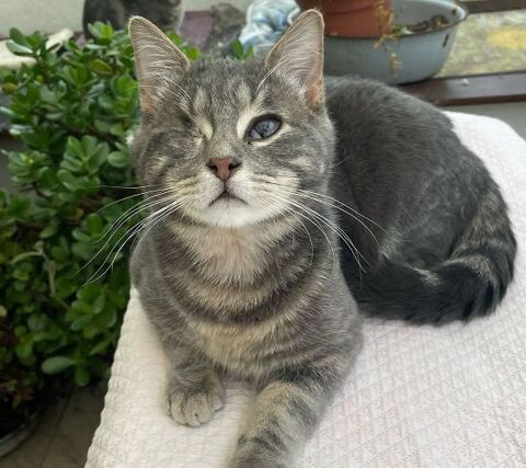 BEETHOVEN CHATON TIGRE 8 MOIS 225 92260 Fontenay-aux-roses