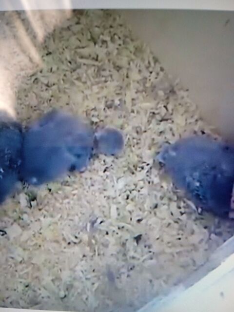 perruche conure apprivoiser 85 33450 Saint-loub�s