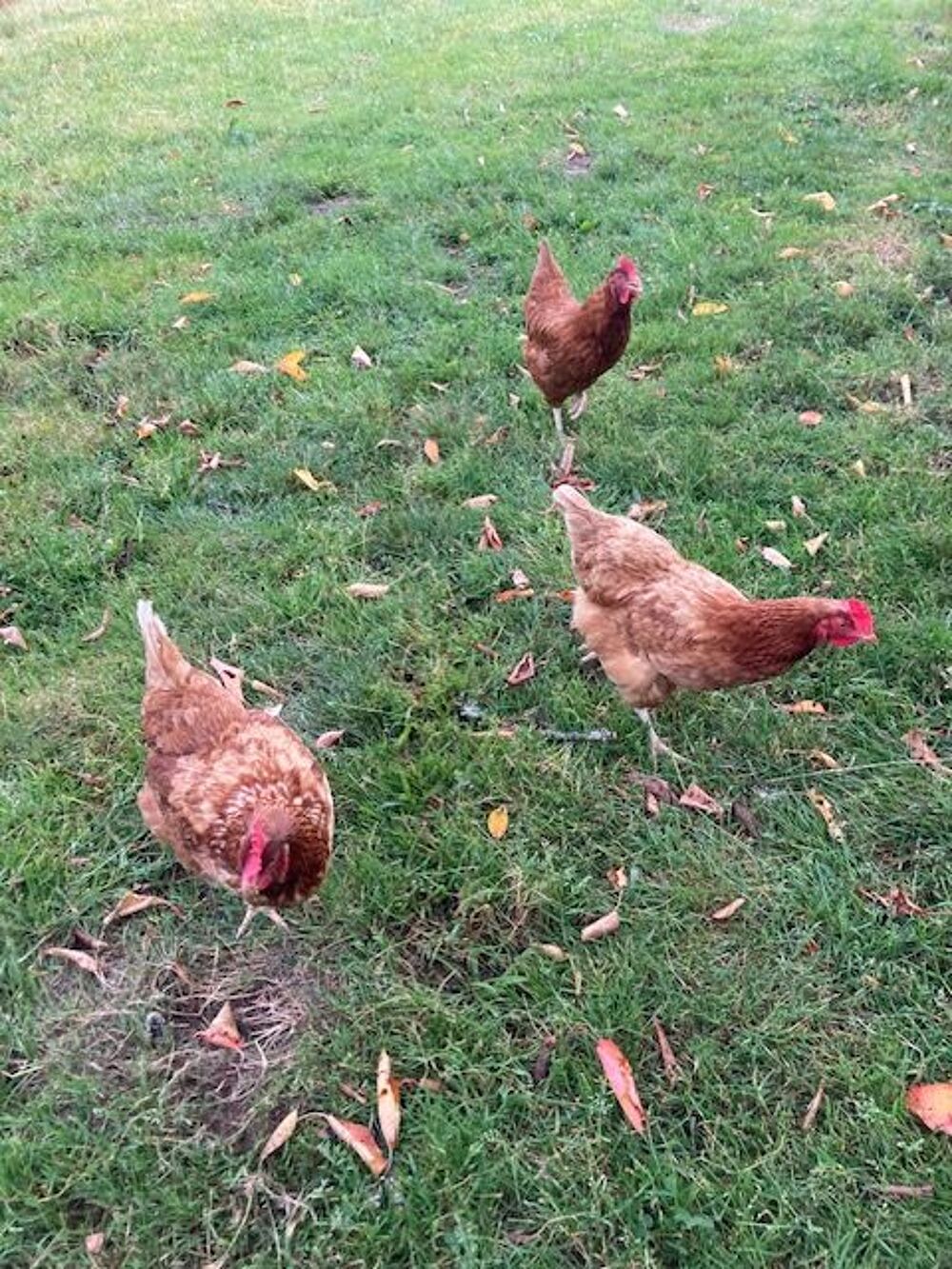   Poule 