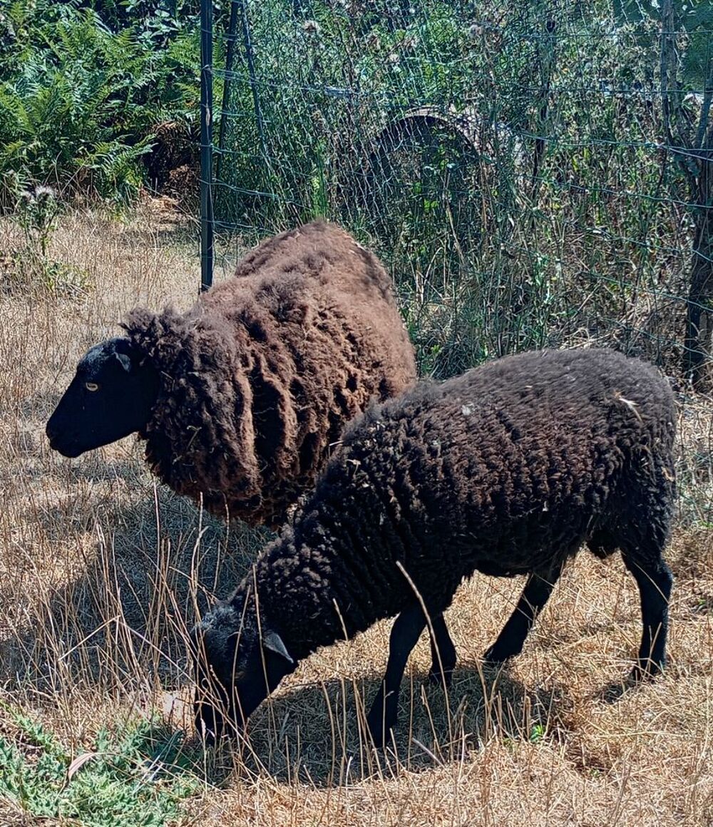   Agneau d'Ouessant 3mois1/2 pour compagnie  