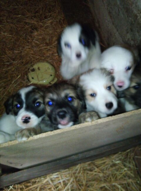 chiots &agrave; adopter 0 42990 Saint-just-en-bas