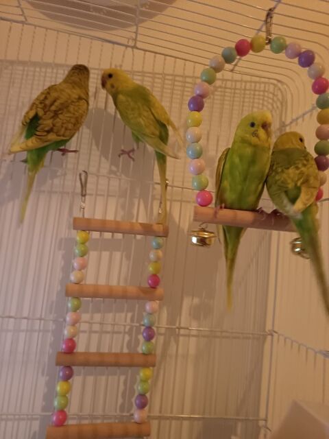 Magnifique jeune Perucche ondul&eacute; m&acirc;le et femelle de 3 mois 20 92800 Puteaux