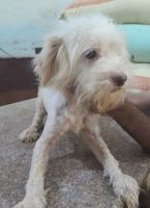   COCO MLE NON CASTR 2ANS1/2 A SAUVER D'GYPTE ADOPTION SEULEMENT  
