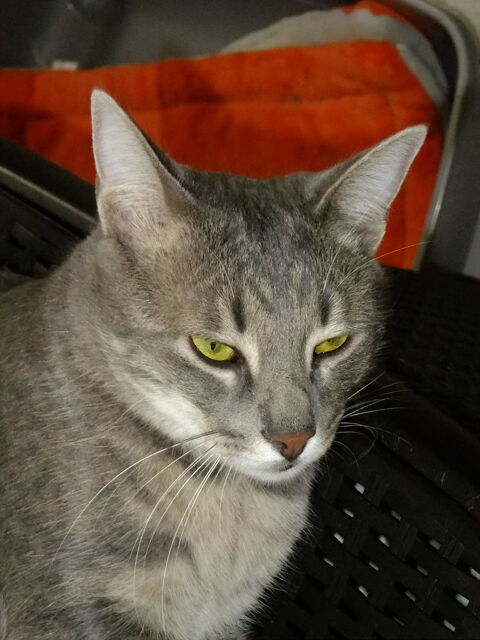 VENUS 0 58000 Nevers