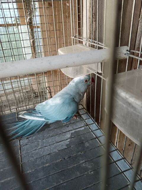 Perruche collier bleu panach&eacute; 150 29420 Mespaul