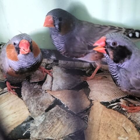 Lot de 3 mandarins 15 44580 Bourgneuf-en-retz