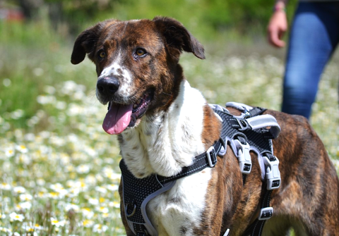 BIMBA, belle Mastine à la conquête d'une famille 0 24140 Douville