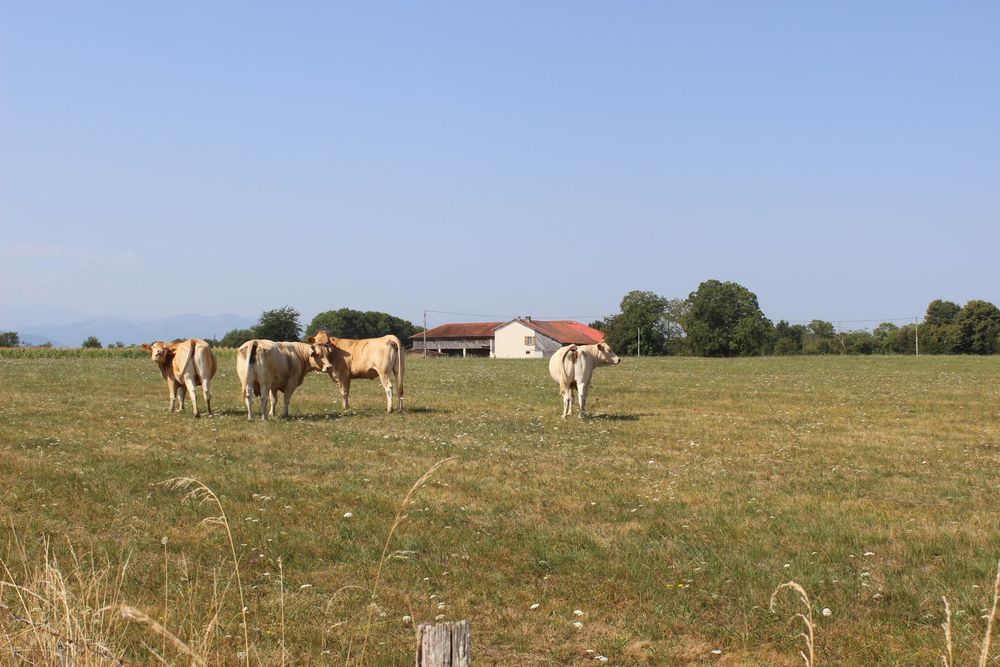 Vente Ferme Secteur MONTREJEAU , Ferme agricole / dépendances / terrain de 8.5 Hectares; Sédeilhac