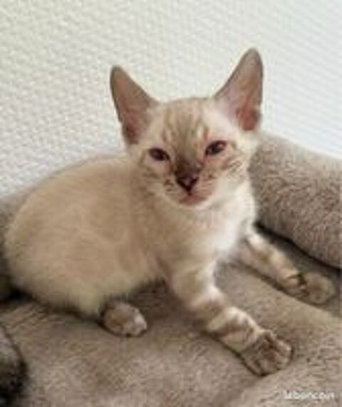   Chatons Bengal LOOF & Snow / Silver / brown & Prestigieuses origines & qualit expo 