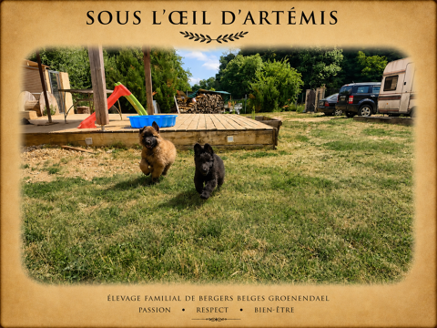Berger belge Groenendael et Tervueren LOF 990 25380 Charmoille