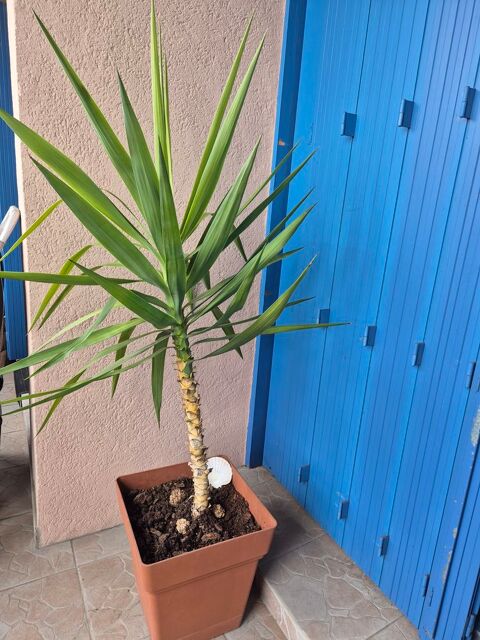 Pot fleurs Yuka 30 Montauban (82)