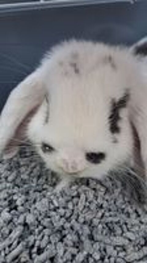   lapin Bélier nain 