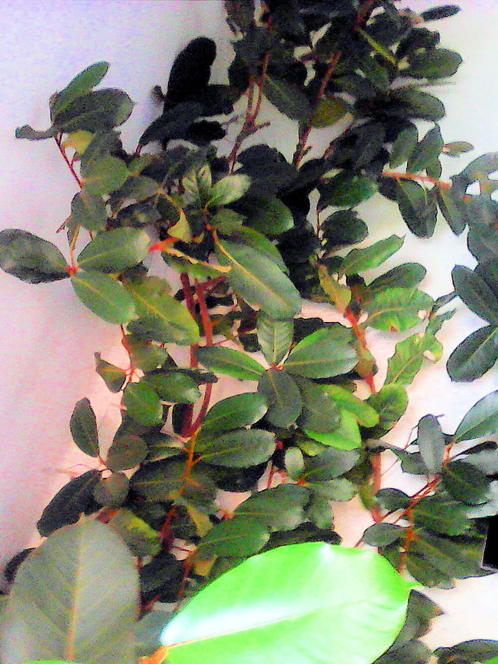 Plantes d'int&eacute;rieur Décoration