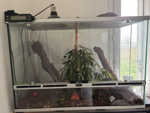 Serpent python banana 33570 Tayac