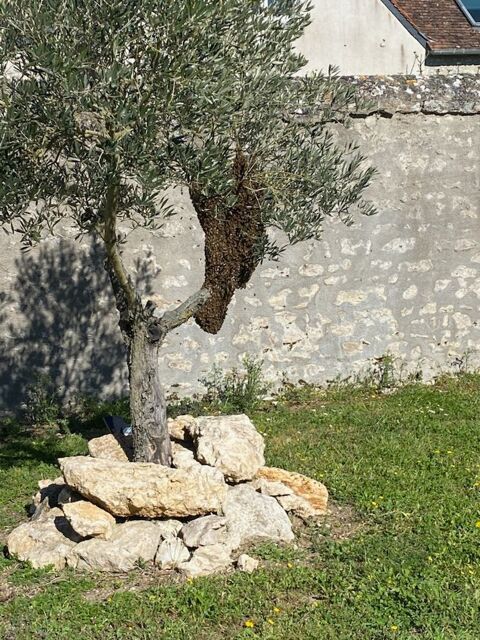 Essaim abeilles 0 41260 La chauss�e-saint-victor
