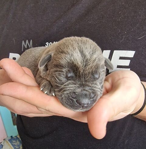Cane corso a reserver 800 62300 Lens