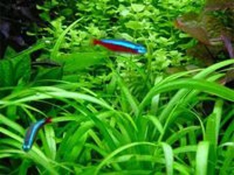   Plantes Sagitarria Subulata pour aquarium 