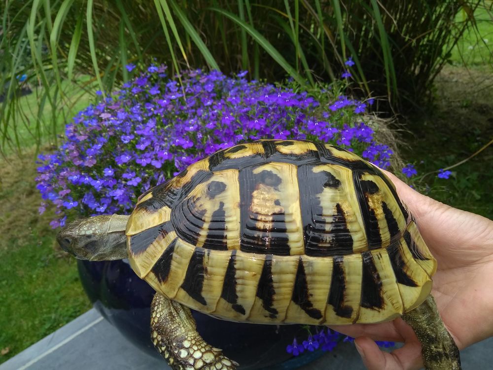   Tortues de terre à Rhode-Saint-Genèse en Belgique 
