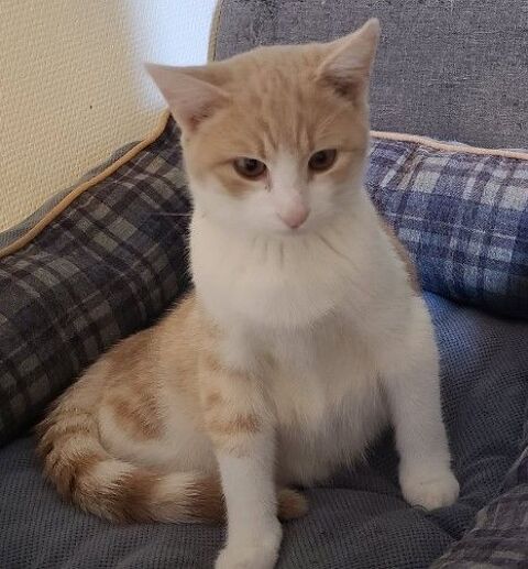 AIOLI, chaton de 8 mois blanc et roux 100 34500 Bziers