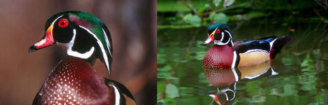 Couple canards d'ornement Carolin 50 11290 Alairac