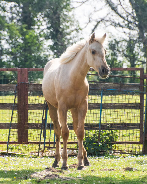 Poulain appaloosa 2900 14400 Bayeux