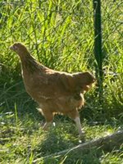   Poulettes 3 mois 