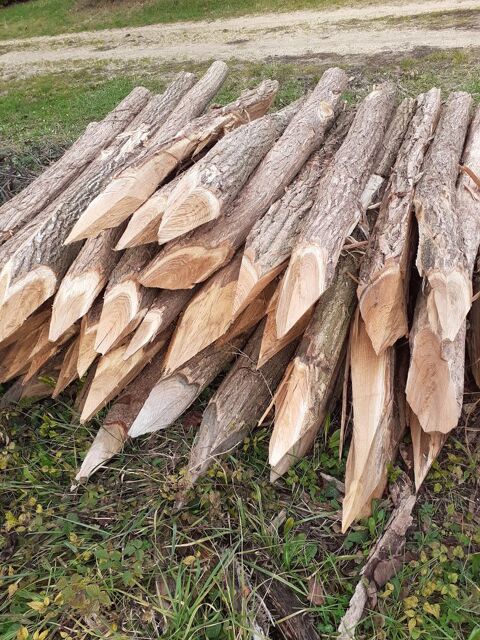 Piquet d.accacias  4 Beaufort-en-Vall�e (49)