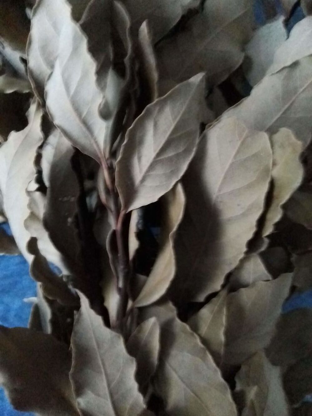 Laurier pour cuisiner Jardin