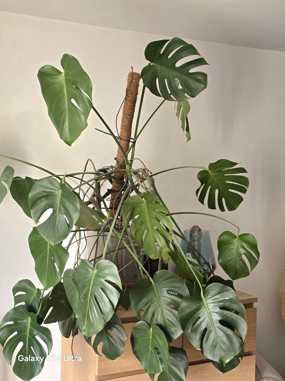 Plante Monstera Deliciosa 13ans d'&acirc;ge Jardin