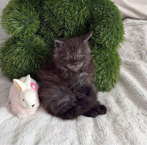 A r&eacute;server 2 magnifiques chatons Maine Coon LOOF 1700 01500 Saint-denis-en-bugey