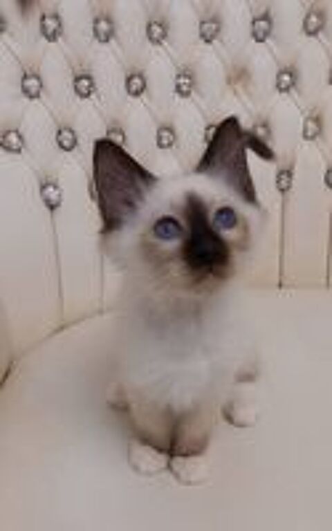   MAGNIFIQUE chatons sacré de Birmanie 