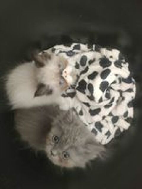   Chatons Persans  