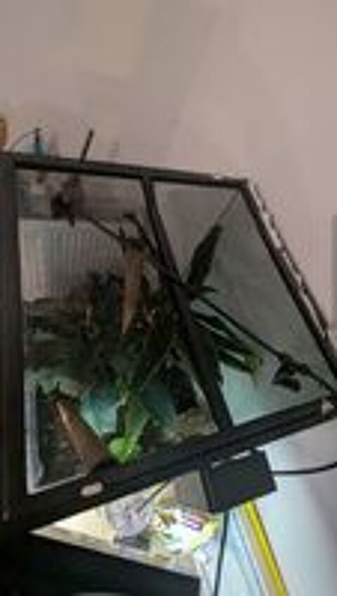   femelle gecko à crête avec son terrarium complet 