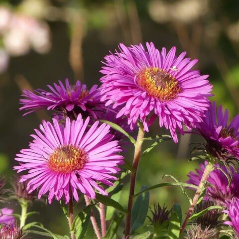 Aster ' Paul Gerber ' 3 Sainte-Genevive-des-Bois (91)