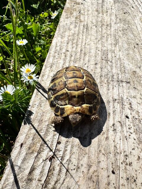 Tortue juvénile bébé 90 78730 Rochefort-en-yvelines