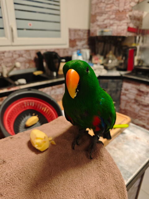 Eclectus perroquet 0 56270 Ploemeur